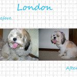 london (1)
