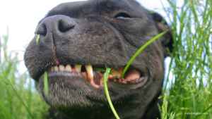 why dogs eat grass