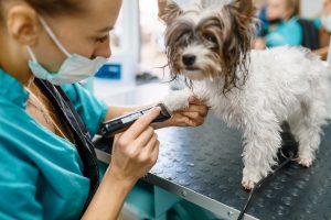 dog grooming clipper