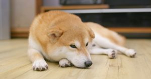 deshedding a shiba inu